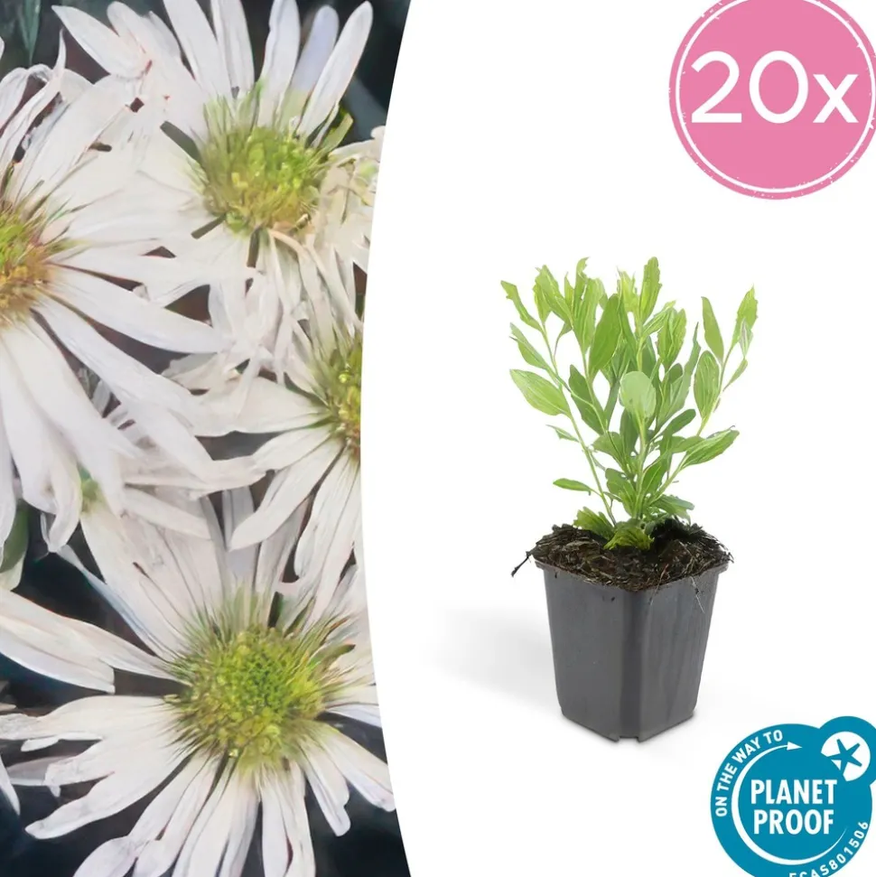 LA GREEN TOUCH - Aster du japon 'ashvi' x6 – entre 0,38 et 0,5m2