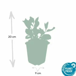 LA GREEN TOUCH - Aster du japon 'asran' x40 – entre 2,5 et 3,33m2