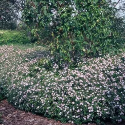 LA GREEN TOUCH - Aster du japon 'asran' x40 – entre 2,5 et 3,33m2