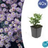 LA GREEN TOUCH - Aster du japon 'stardust' x40 – entre 2,5 et 3,33m2