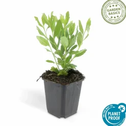 LA GREEN TOUCH - Aster du japon 'ashvi' x40 – entre 2,5 et 3,33m2