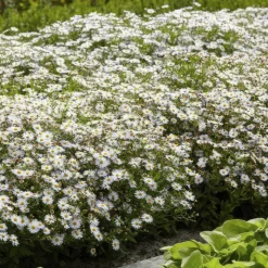 LA GREEN TOUCH - Aster du japon 'ashvi' x40 – entre 2,5 et 3,33m2