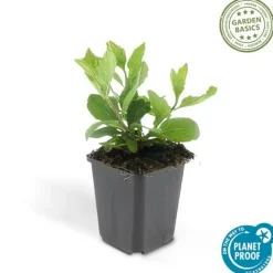 LA GREEN TOUCH - Aster du japon 'asran' x20 – entre 1,25 et 1,67m2