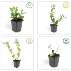 LA GREEN TOUCH - Aster du japon 'asran' x20 – entre 1,25 et 1,67m2