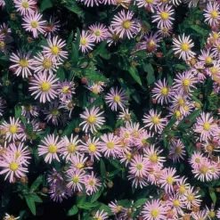 LA GREEN TOUCH - Aster du japon 'asran' x20 – entre 1,25 et 1,67m2