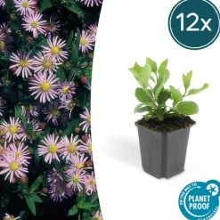 LA GREEN TOUCH - Aster du japon 'asran' x20 – entre 1,25 et 1,67m2