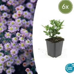LA GREEN TOUCH - Aster du japon 'stardust' x6 – entre 0,38 et 0,5m2