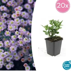 LA GREEN TOUCH - Aster du japon 'stardust' x20 – entre 1,25 et 1,67m2