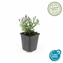 LA GREEN TOUCH - Aster nain d'automne 'prof. Anton kippenberg' x40 – entre 2,5 et 3,33m2