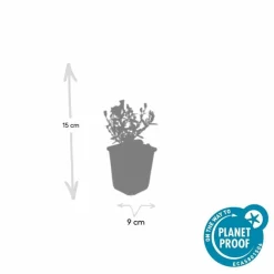 LA GREEN TOUCH - Aster nain d'automne 'prof. Anton kippenberg' x40 – entre 2,5 et 3,33m2