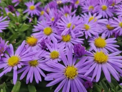 LA GREEN TOUCH - Aster nain d'automne 'prof. Anton kippenberg' x40 – entre 2,5 et 3,33m2