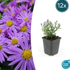 LA GREEN TOUCH - Aster nain d'automne 'prof. Anton kippenberg' x40 – entre 2,5 et 3,33m2