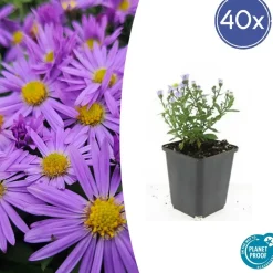 LA GREEN TOUCH - Aster nain d'automne 'prof. Anton kippenberg' x40 – entre 2,5 et 3,33m2
