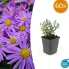 LA GREEN TOUCH - Aster nain d'automne 'prof. Anton kippenberg' x60 – entre 3,75 et 5m2