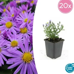 LA GREEN TOUCH - Aster nain d'automne 'prof. Anton kippenberg' x60 – entre 3,75 et 5m2