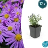LA GREEN TOUCH - Aster nain d'automne 'prof. Anton kippenberg' x12 – entre 0,75 et 1m2