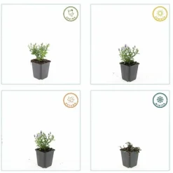 LA GREEN TOUCH - Aster nain d'automne 'prof. Anton kippenberg' x12 – entre 0,75 et 1m2