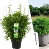 LA GREEN TOUCH - Bambou fargesia 'moontears' pot ø 29 cm