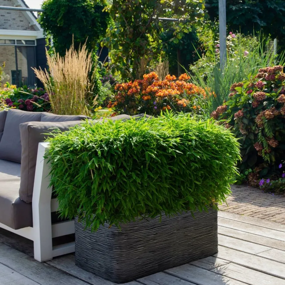 LA GREEN TOUCH - Bambou fargesia 'moontears' pot ø 29 cm