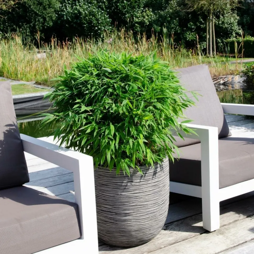 LA GREEN TOUCH - Bambou fargesia 'moontears' pot ø 29 cm