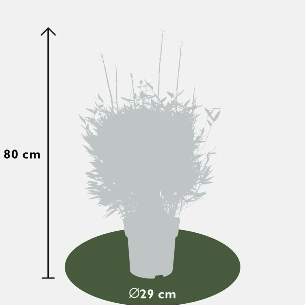 LA GREEN TOUCH - Bambou fargesia 'moontears' pot ø 29 cm