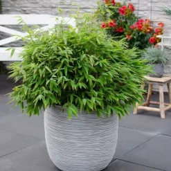 LA GREEN TOUCH - Bambou fargesia 'moontears' pot ø 29 cm