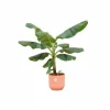 LA GREEN TOUCH - Bananier musa 100cm et son pot rose - hauteur 100cm