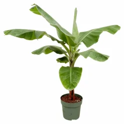 LA GREEN TOUCH - Bananier musa 150cm - plante d'intérieur