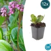 LA GREEN TOUCH - Bergenia à feuilles en cœur 'herbstblüte' x12 – entre 0,75 et 1m2