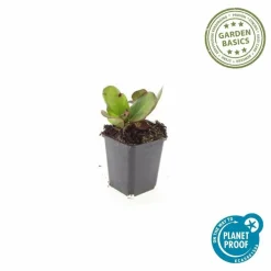 LA GREEN TOUCH - Bergenia à feuilles en cœur 'herbstblüte' x12 – entre 0,75 et 1m2