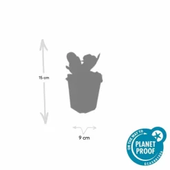 LA GREEN TOUCH - Bergenia à feuilles en cœur 'herbstblüte' x12 – entre 0,75 et 1m2