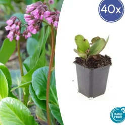 LA GREEN TOUCH - Bergenia à feuilles en cœur 'herbstblüte' x40 – entre 2,5 et 3,33m2
