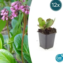 LA GREEN TOUCH - Bergenia à feuilles en cœur 'herbstblüte' x40 – entre 2,5 et 3,33m2