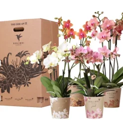 LA GREEN TOUCH - Boîte surprise orchidées - 4 variétés