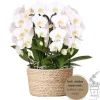 LA GREEN TOUCH - Bouquet d'orchidées blanches en panier avec réservoir d'eau 55cm - plante d'intérieur