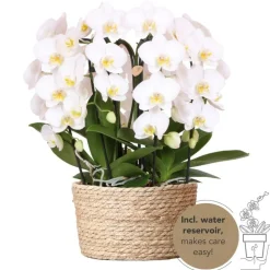 LA GREEN TOUCH - Bouquet d'orchidées blanches en panier avec réservoir d'eau 55cm - plante d'intérieur