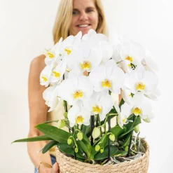 LA GREEN TOUCH - Bouquet d'orchidées blanches en panier avec réservoir d'eau 55cm - plante d'intérieur