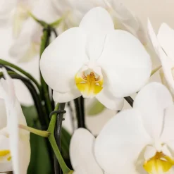 LA GREEN TOUCH - Bouquet d'orchidées blanches en panier avec réservoir d'eau 55cm - plante d'intérieur