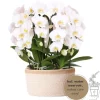 LA GREEN TOUCH - Bouquet d'orchidées blanches en panier coton avec réservoir d'eau 55cm - plante d'intérieur