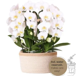 LA GREEN TOUCH - Bouquet d'orchidées blanches en panier coton avec réservoir d'eau 55cm - plante d'intérieur