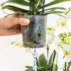LA GREEN TOUCH - Bouquet d'orchidées blanches en panier coton avec réservoir d'eau 55cm - plante d'intérieur