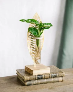 LA GREEN TOUCH - Bouture de monstera et sa feuille dorée