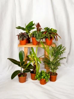 LA GREEN TOUCH - Box de 8 plantes surprises 30cm - plante d'intérieur