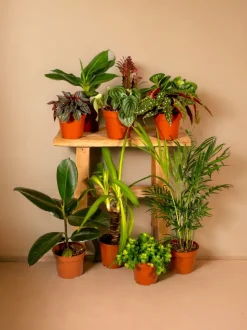 LA GREEN TOUCH - Box de 8 plantes surprises 30cm - plante d'intérieur