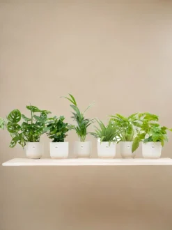 LA GREEN TOUCH - Box surprise 6 plantes+ cache-pot - hauteur 30cm