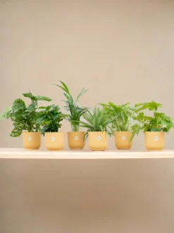 LA GREEN TOUCH - Box surprise 6 plantes+ cache-pot - hauteur 30cm