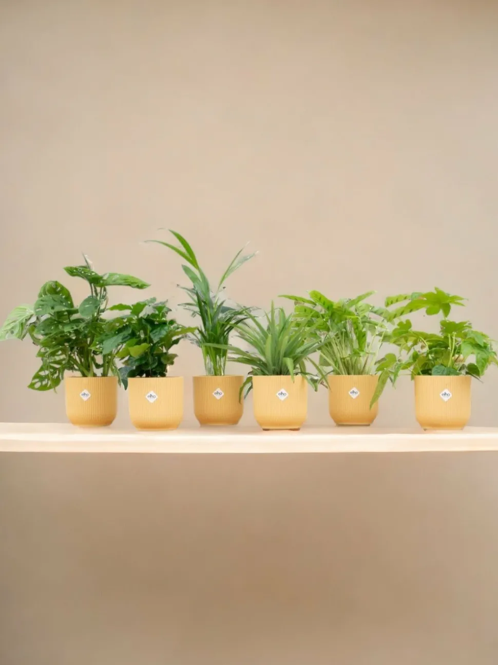 LA GREEN TOUCH - Box surprise 6 plantes+ cache-pot - hauteur 30cm