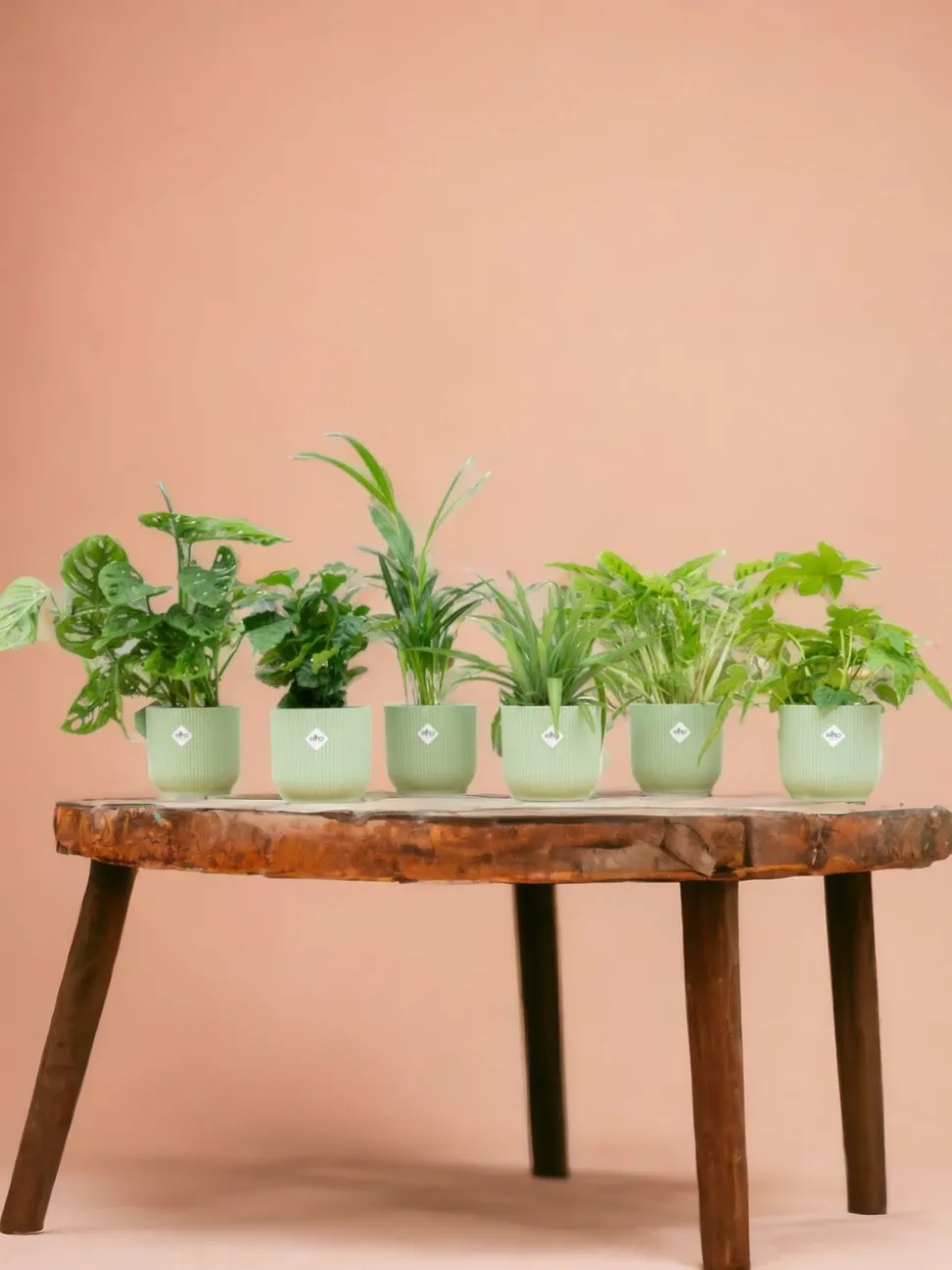 LA GREEN TOUCH - Box surprise 6 plantes+ cache-pot - hauteur 30cm