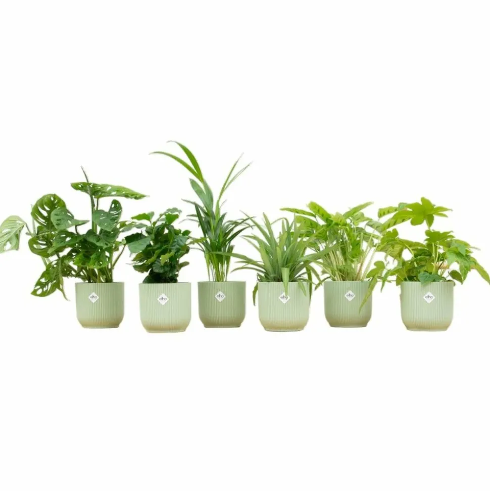 LA GREEN TOUCH - Box surprise 6 plantes+ cache-pot - hauteur 30cm