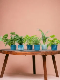 LA GREEN TOUCH - Box surprise 6 plantes+ cache-pot - hauteur 30cm